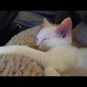 Meet your Posher, Michelle